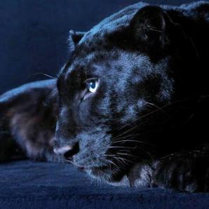 Panther El Negro
